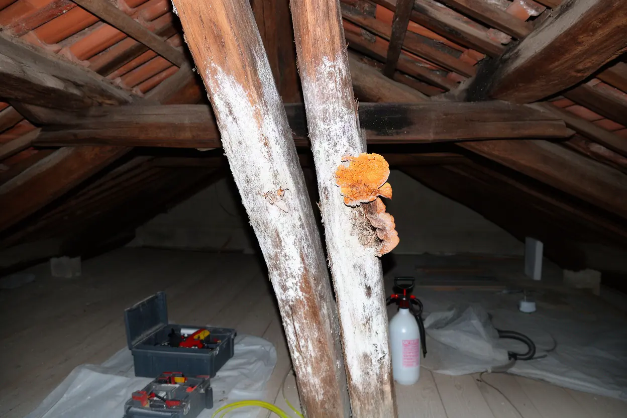 Charpente attaquée par la mérule à Pibrac